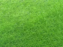 Comprar Semillas Césped Rye Grass Anual 5kg Rápida Implantación