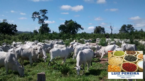 Fazenda À Venda Em Camapuã - Ms - De 830 Hectares (pecuária) - 1568