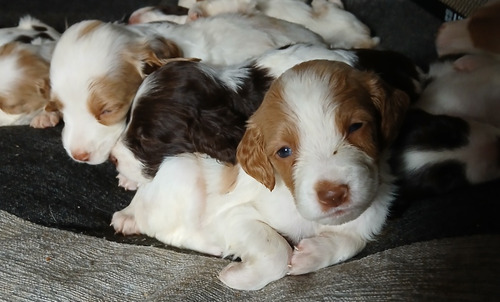 Cachorros Breton