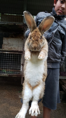 Featured image of post Fotos De Coelhos Gigantes - Aqui está o coelho da páscoa capaz de cagar aqueles ovos gigantes da kopenhagen!