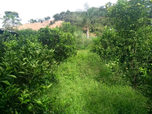 Chacara Proximo A Vicosa Maravilhosa Contem Casa Boa, Pomar, Escritura Na Mao, Pronta Pre Vc E Sua Família Desfrutar Dessa Maravilha - 5470