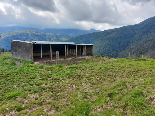 Imagen 2 de 21 de N.m. En Venta Finca En La Grita 1.500$ La Hectárea