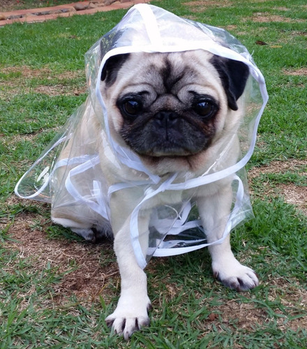 Capa De Chuva Pet - Cães Pequenos -veja Tabela Medidas Fotos