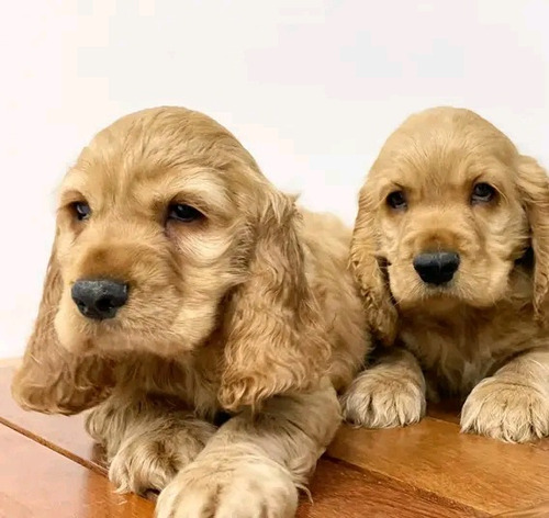 Cachorros Coker Spaniel Americano 