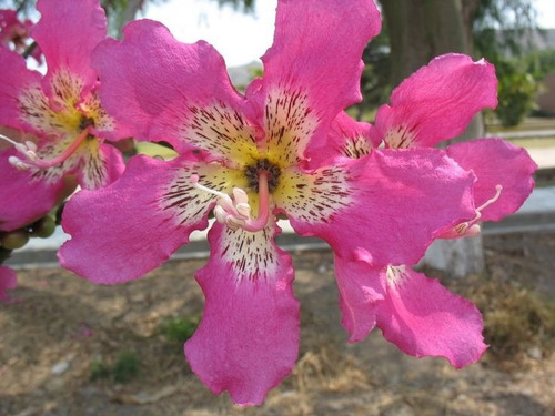Arbol Chorisia Speciosa (palo Borracho)