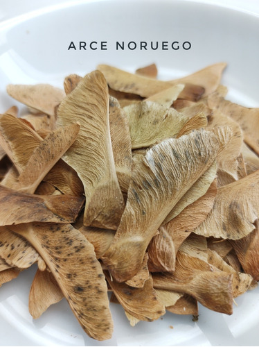 40 Semillas De Arce Noruega, Norway Maple, Acer Noruega