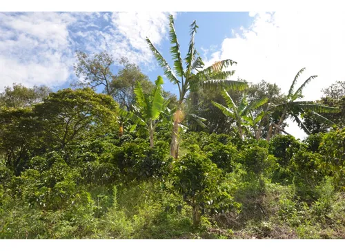Venta Finca 77000 Mts2 Abejorral Vereda El Guaico