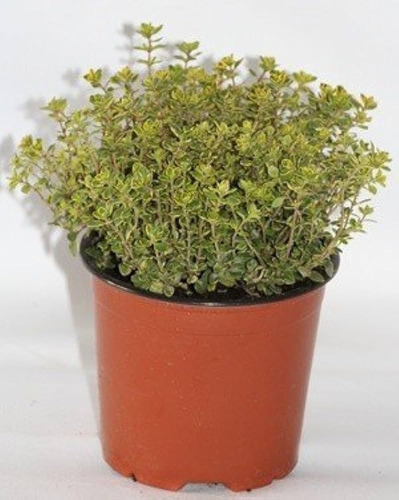 Sobre Para Sembrar Plantas Aromatica Tomillo Citrico Limon