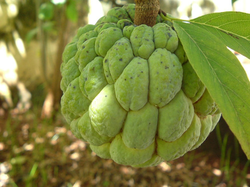 Sementes De Pinha Gigante Verdadeira - Annona Fruta De Conde