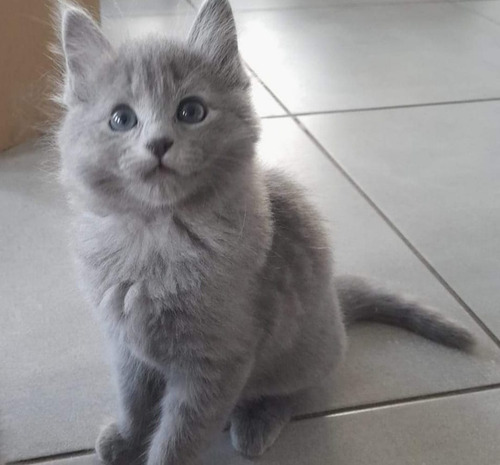 Gatitos Raza...... Nebelung....