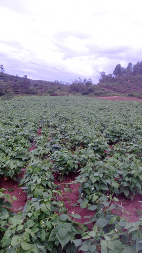 Produtos Alimentação 