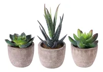 Comprar Plantas Suculentas Artificiales En Maceta: Plantas Plantas