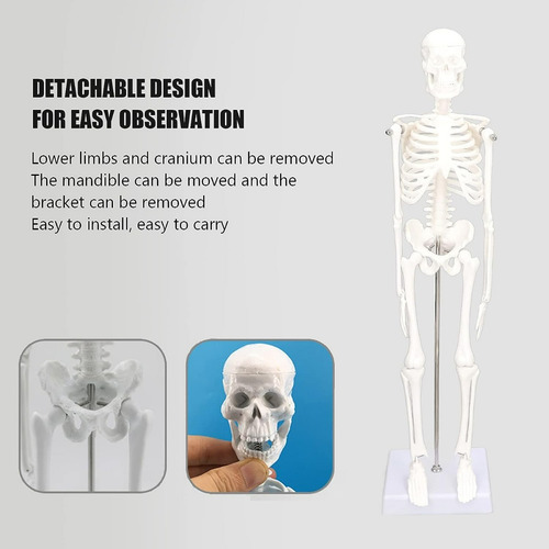 Modelo De Anatómico 45 Cm, Estructura Ósea Del Cuerpo Humano
