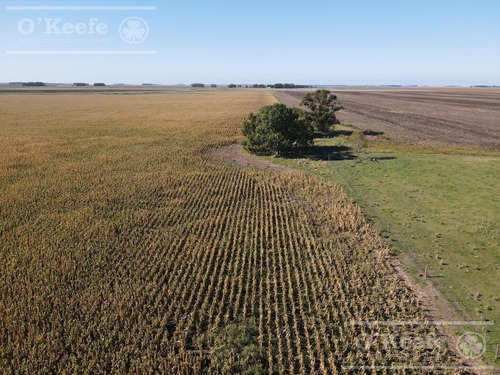 Imagen 18 de 25 de Campo De 705 Has En Venta En Necochea - Mixto Con Casco - 70 % Agricola.