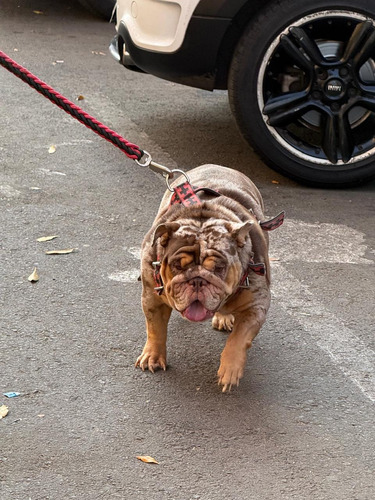 Bulldog Ingles Merle Registro Digital Marle