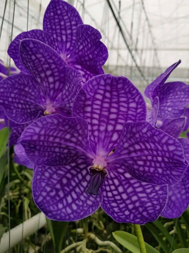 Orquídeas Vanda(varios Colores) (Usado)
