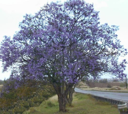 Jacaranda 2m Altura Original Arbol Jardin Exotic Morado-azul