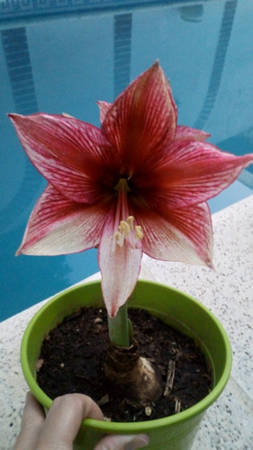 Bulbo Amaryllis Exótico Tosca.caba. Envíos