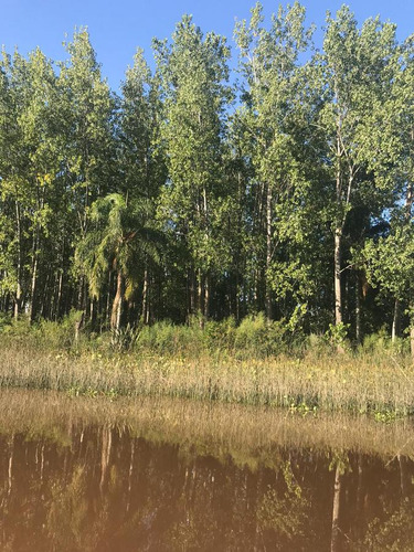 Imagen 18 de 30 de Campo - Islas Del Ibicuy