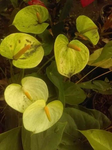 3 Anthurium Y Lycaste