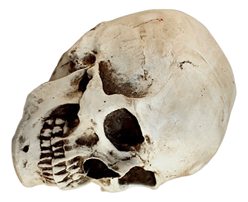 Lifesize 1: 1 Prop Model White Human Resin
