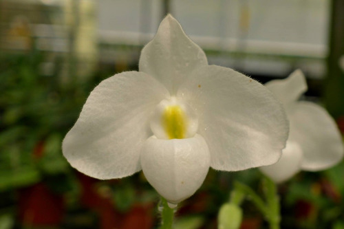 Orquídea Sapatinho Paphiopedilum Delenatii Var Alba | Parcelamento sem juros