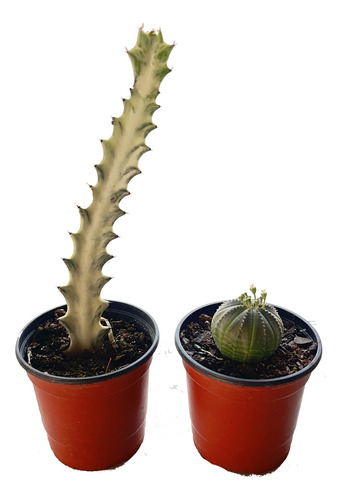 Combo Euphorbias Coleccion