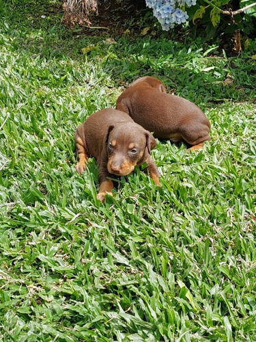 Imagen 3 de 5 de Cachorros Doberman