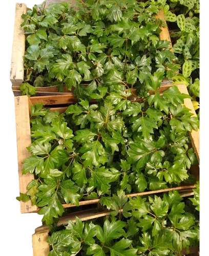 Promo Cajon 15 Cissus - Ciso - Planta Interior Colgante- M12