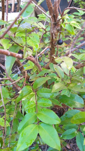 Muda De Jabuticabeira Grande Produzindo. Qualidade Bonsai Jr