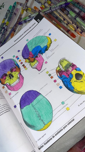 Netter Cuaderno De Anatomía Para Colorear 3ra Edición: No, D
