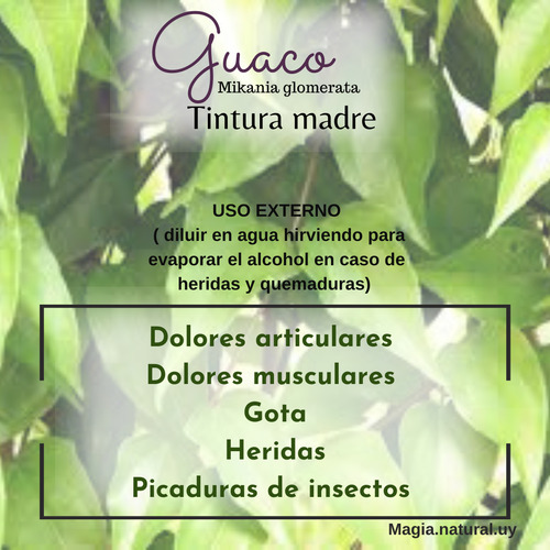 Homeopatía Tintura Madre Taco De Reina . Magia Natural.