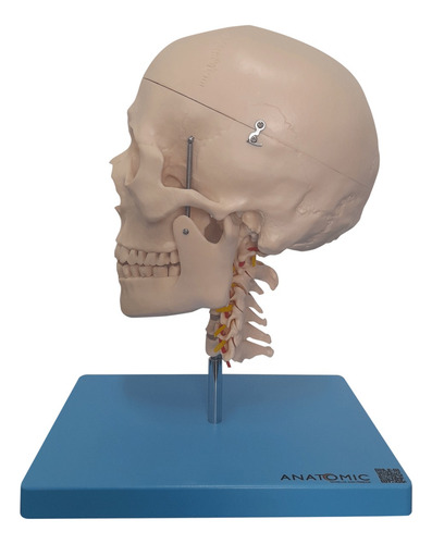 Modelo Anatômico Crânio Coluna Cervical Cérebro 13 Partes