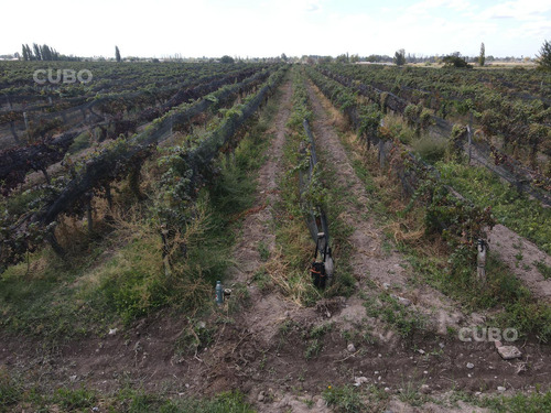 Cubo Vende 12 Hectareas De Viñedo En Rodeo De La Cruz Mendoza Argentina