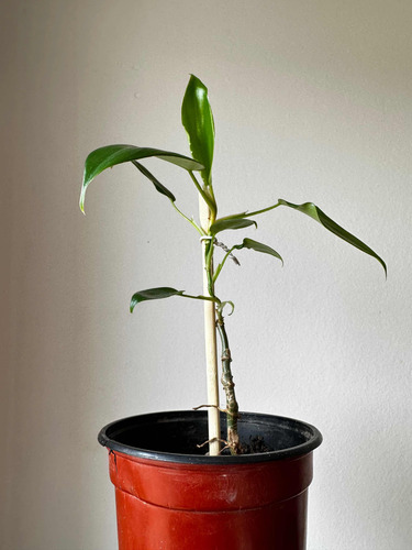 Philodendron Squamiferum Planta Rara Exótica
