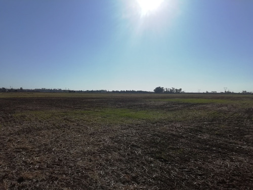 Imagen 5 de 8 de Campo En Venta - Alvear - Ideal Emprendimiento Inmobiliario U Otro