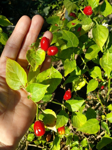 50 Semillas De Pimientito Picante Color Rojo.