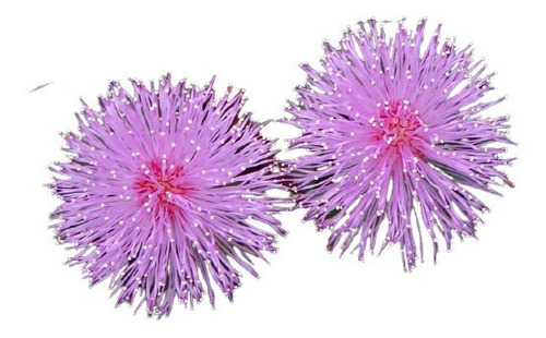 Sementes De Dormideira - Mimosa Pudica Planta Sensitiva Flor