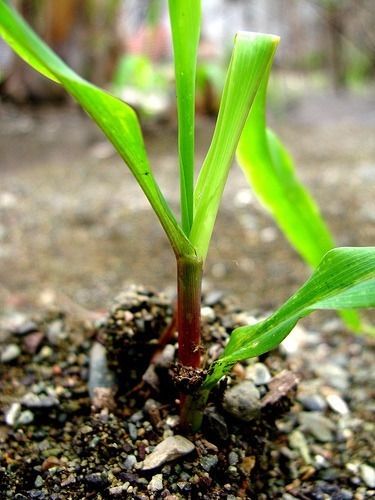 10 Semillas De Zea Maiz - Maiz Baby Corn Codigo 150