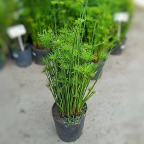 Papiro Enano Paquete 8 Piezas Cyperus Haspan