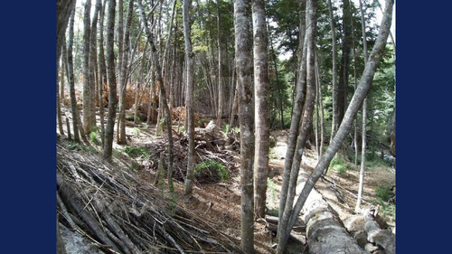 Imagen 4 de 14 de Venta Lote/terreno - Calle Ámbar 1039,28 M2 - Uf 2 - Puerto Arauco - Villa La Angostura