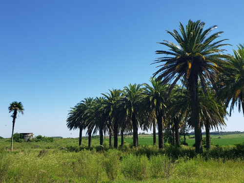 Imagen 4 de 5 de Chacra En Venta En Colonia Sobre Ruta 1