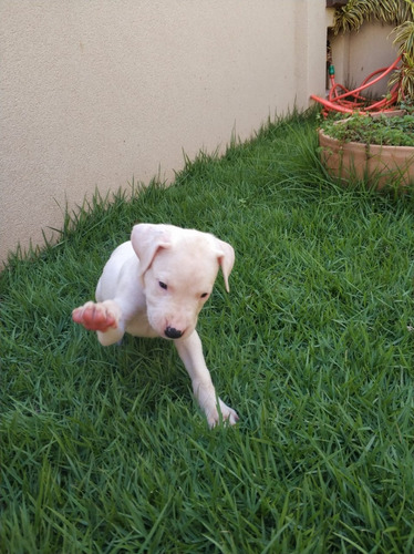 Dogo Argentino Padrao Cbkc