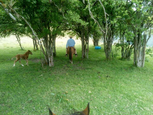 Vendo Finca Ganadera Buga Valle Del Cauca Vereda El Salado Productiva