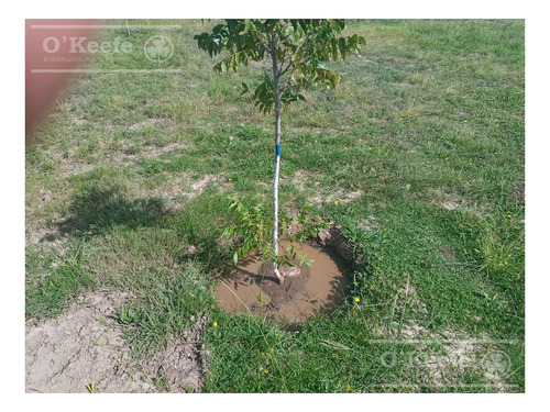Imagen 6 de 26 de Chacra En Venta En San Nicolas De Los Arroyos - Plantación De Nuez Pecan En Producción