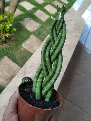 Trio De Uma Lança Trançada E Dois Cactos