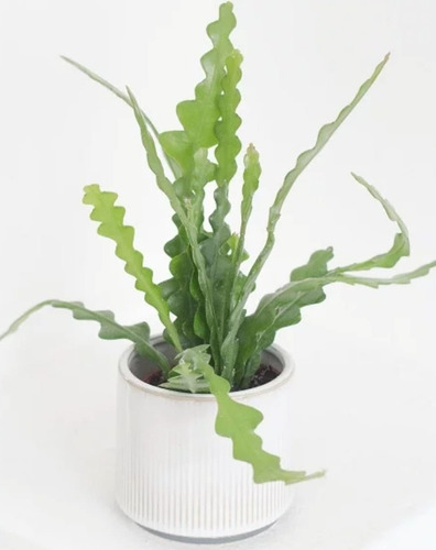 Cactus Espina De Pescado-selenicereus Anthonyanus