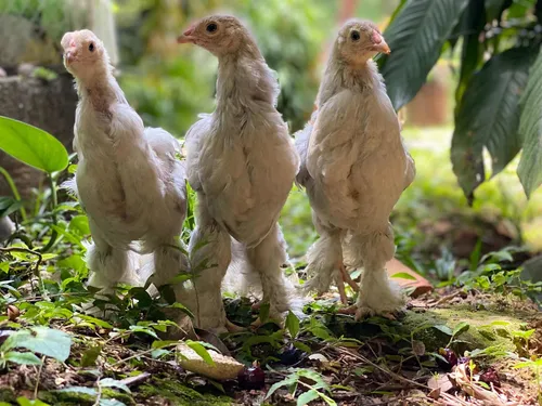 isabel brahma Brahma kippen isabel kippenrassen kuikens exotische