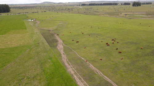 Campo Ganadero En Rocha 350ha (ref: Atm-7301)