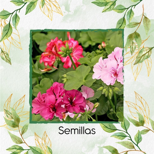 20 Semillas Flor Geranio + Turba De Germinación | MercadoLibre 20 Semillas Flor Geranio + Turba De Germinación | MercadoLibre